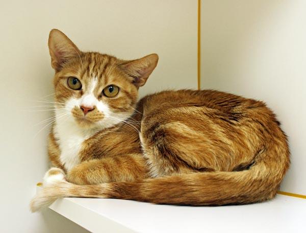 Nyla, ADOPTABLE, Adult Female Domestic Short Hair.