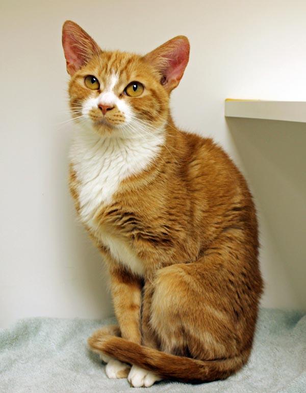 Enlarge Nyla, a ADOPTABLE Domestic Short Hair in Mansfield, MA image 2/2