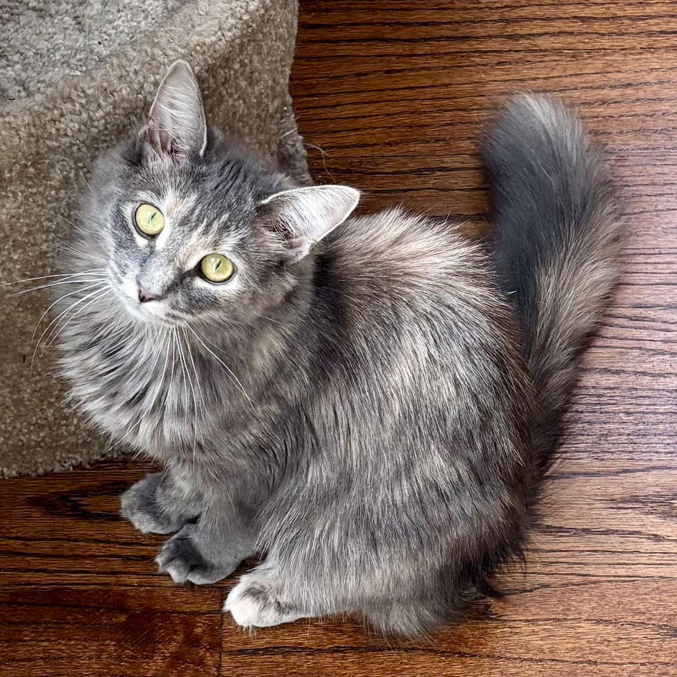 Soda Cracker (Sodie), Adoptable, Kitten Female Domestic Medium Hair.