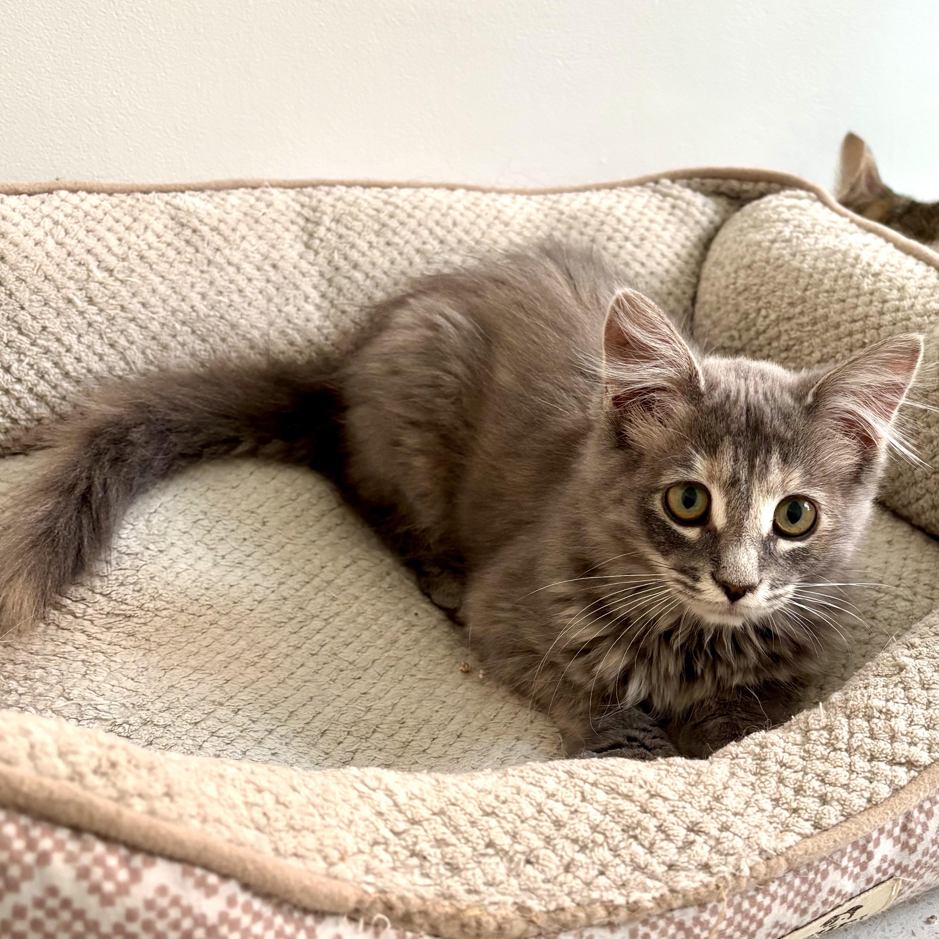 Soda Cracker (Sodie), Adoptable, Kitten Female Domestic Medium Hair.
