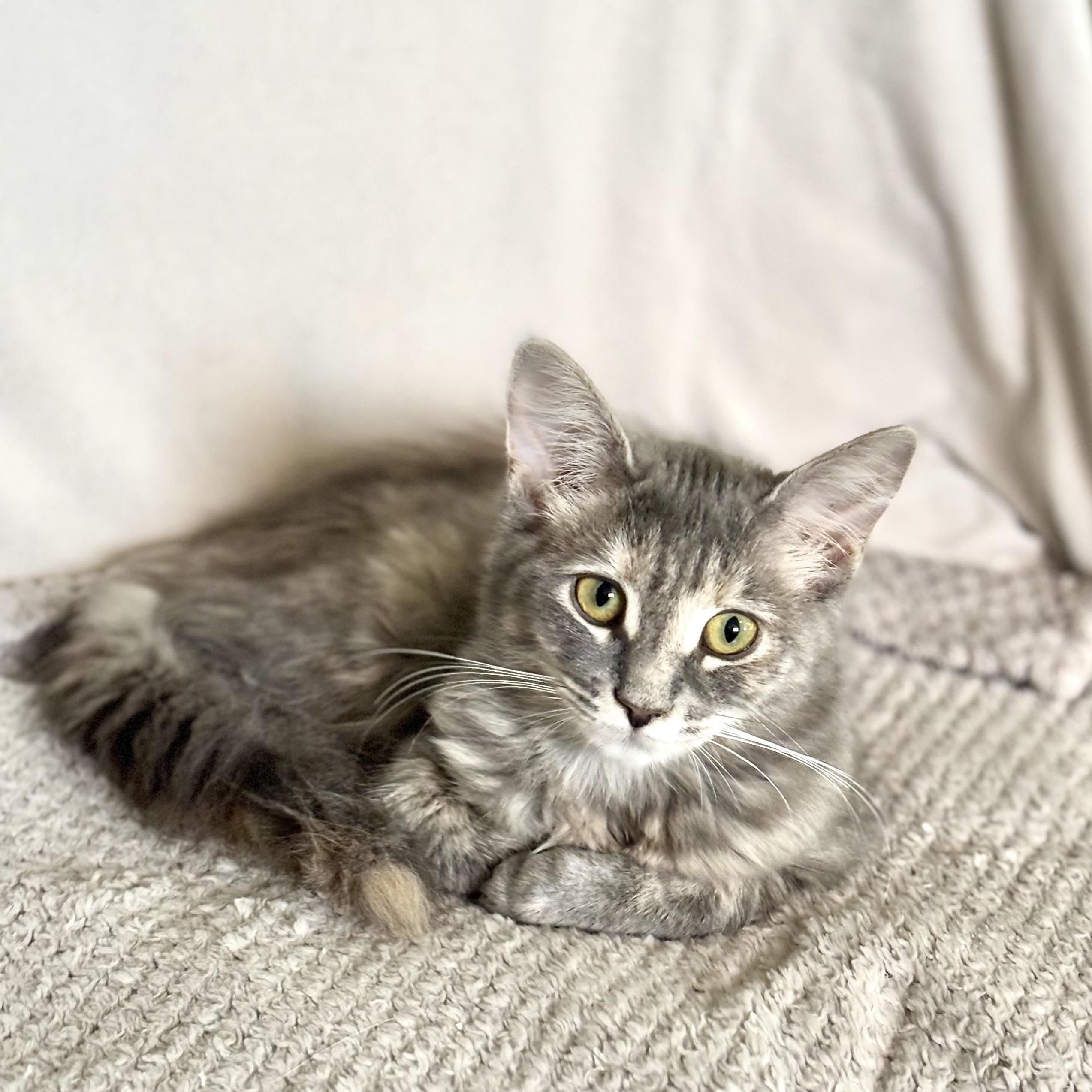 Soda Cracker (Sodie), Adoptable, Kitten Female Domestic Medium Hair.