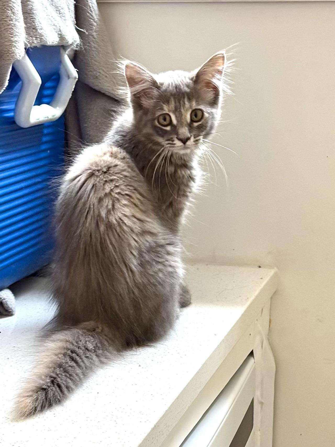 Soda Cracker (Sodie), a Adoptable Domestic Medium Hair in Ottawa, ON image 4/6