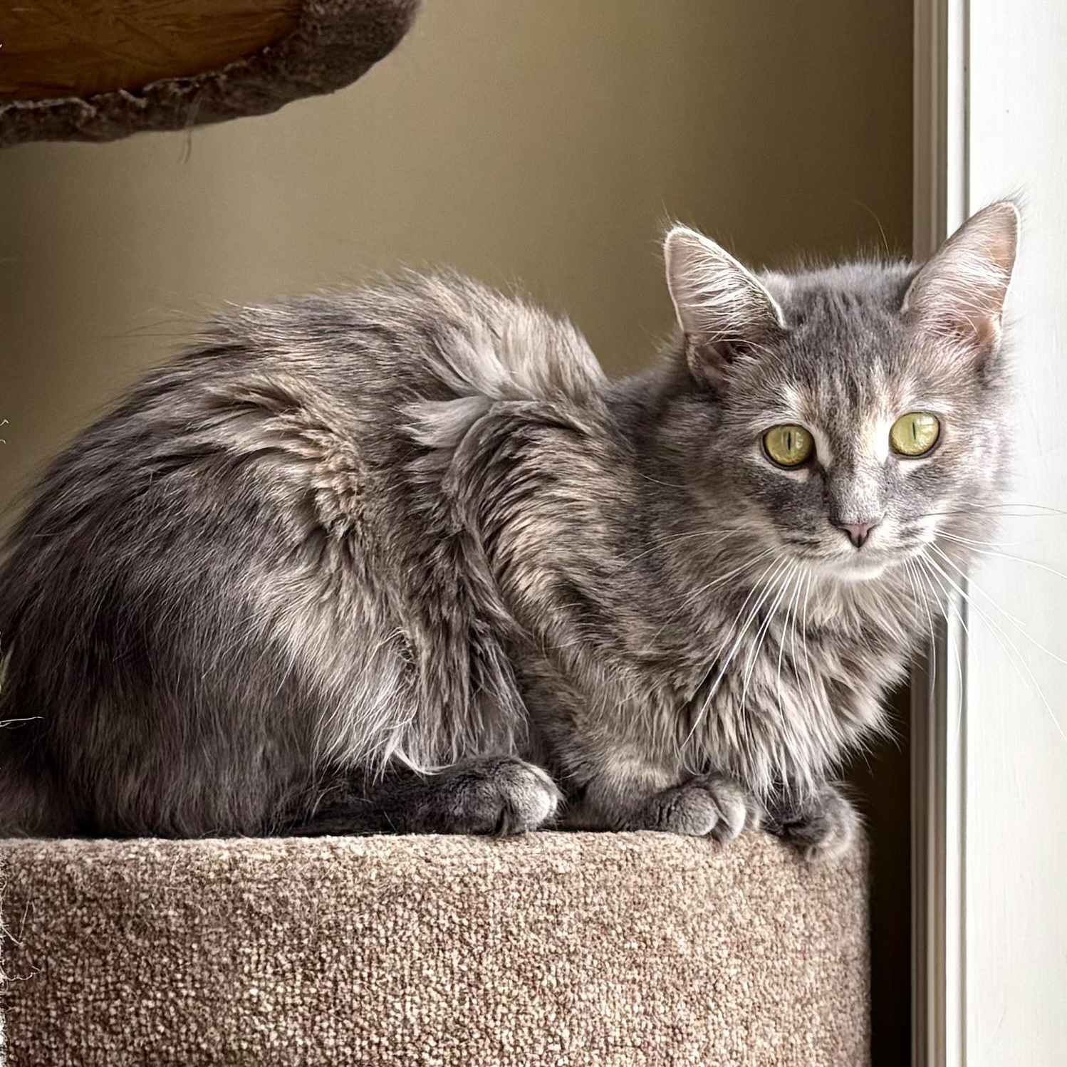 Enlarge Soda Cracker (Sodie), a Adoptable Domestic Medium Hair in Ottawa, ON image 2/6