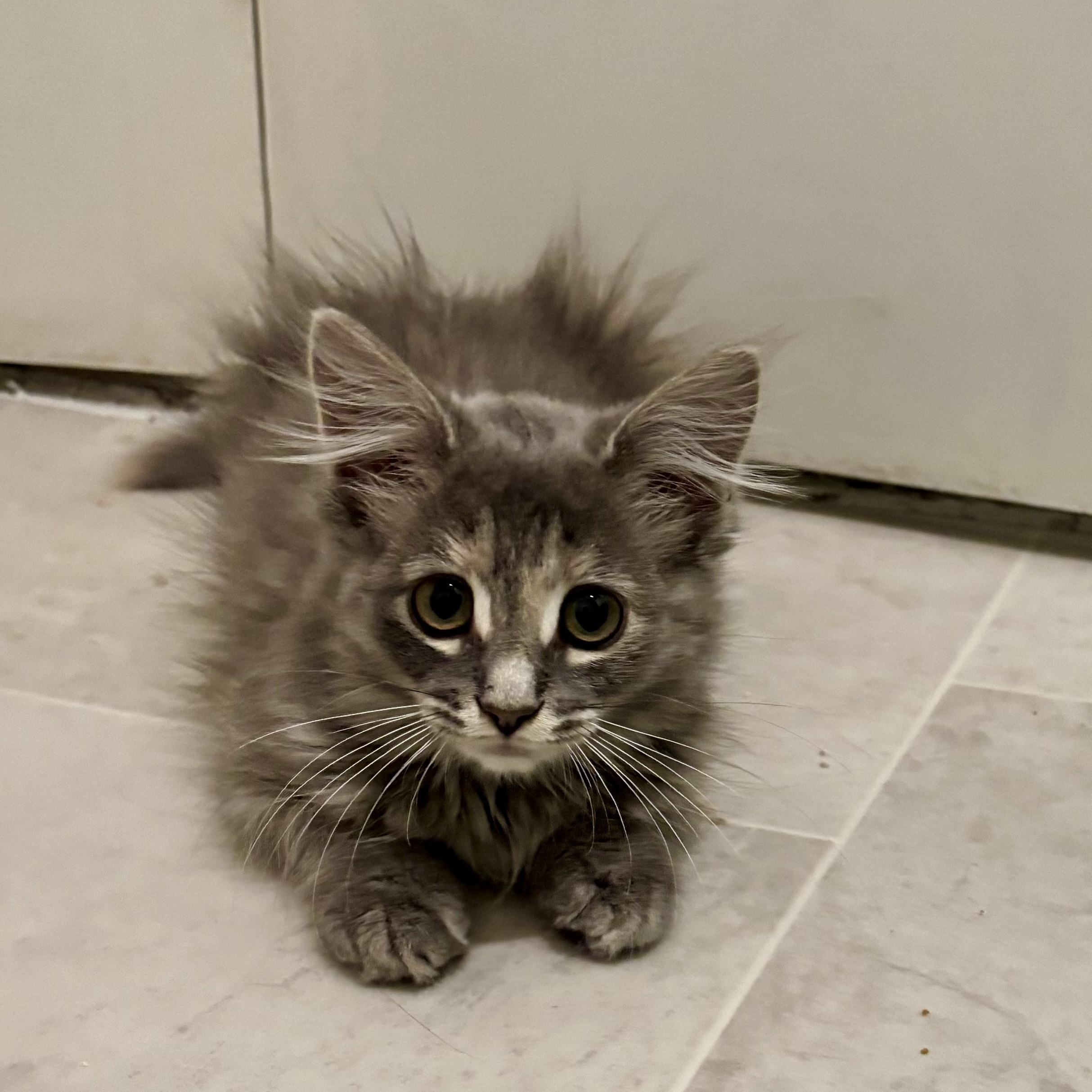 Soda Cracker (Sodie), an adoptable Domestic Medium Hair in Ottawa, ON, K2H 7A3 | Photo Image 3