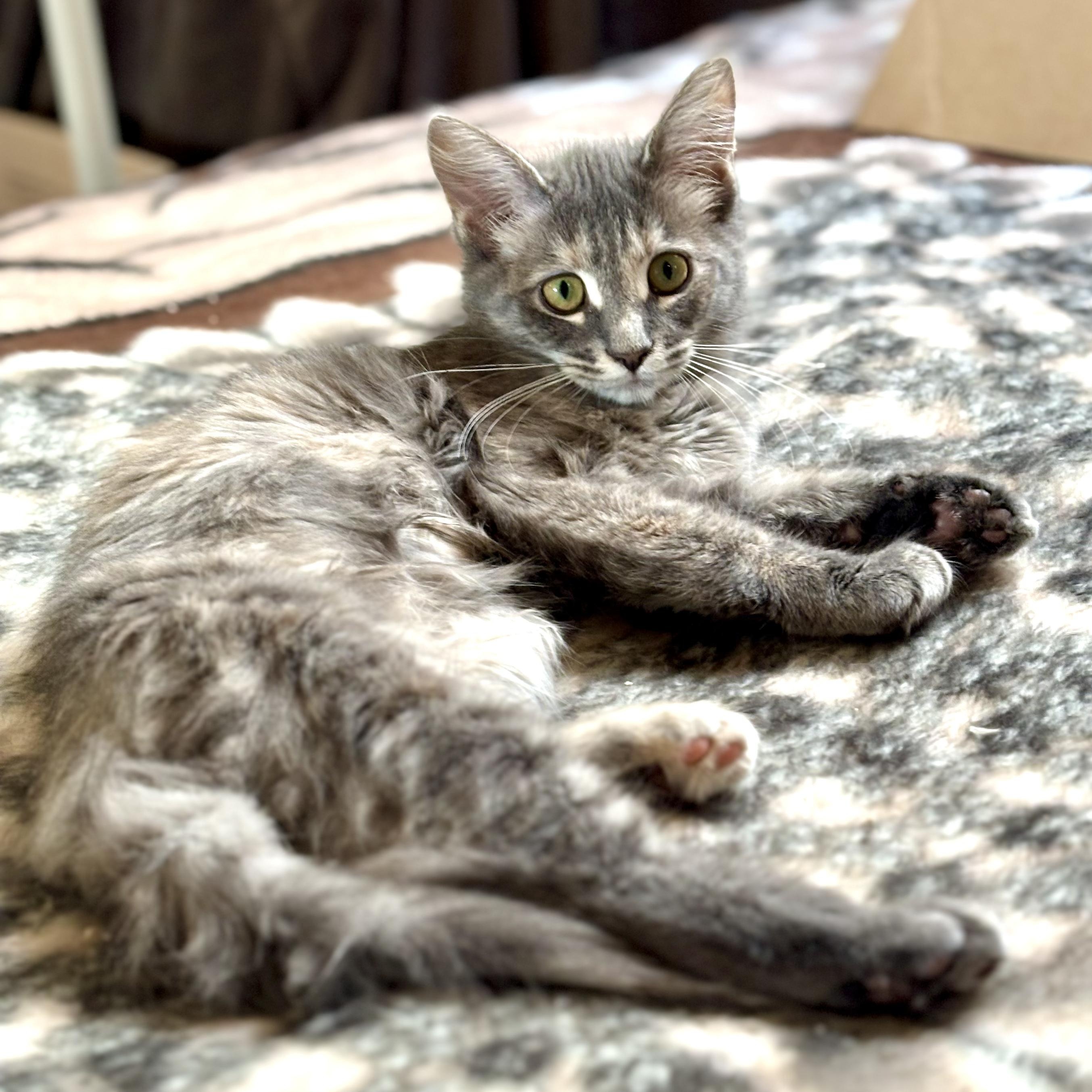 Soda Cracker (Sodie), an adoptable Domestic Medium Hair in Ottawa, ON, K2H 7A3 | Photo Image 6