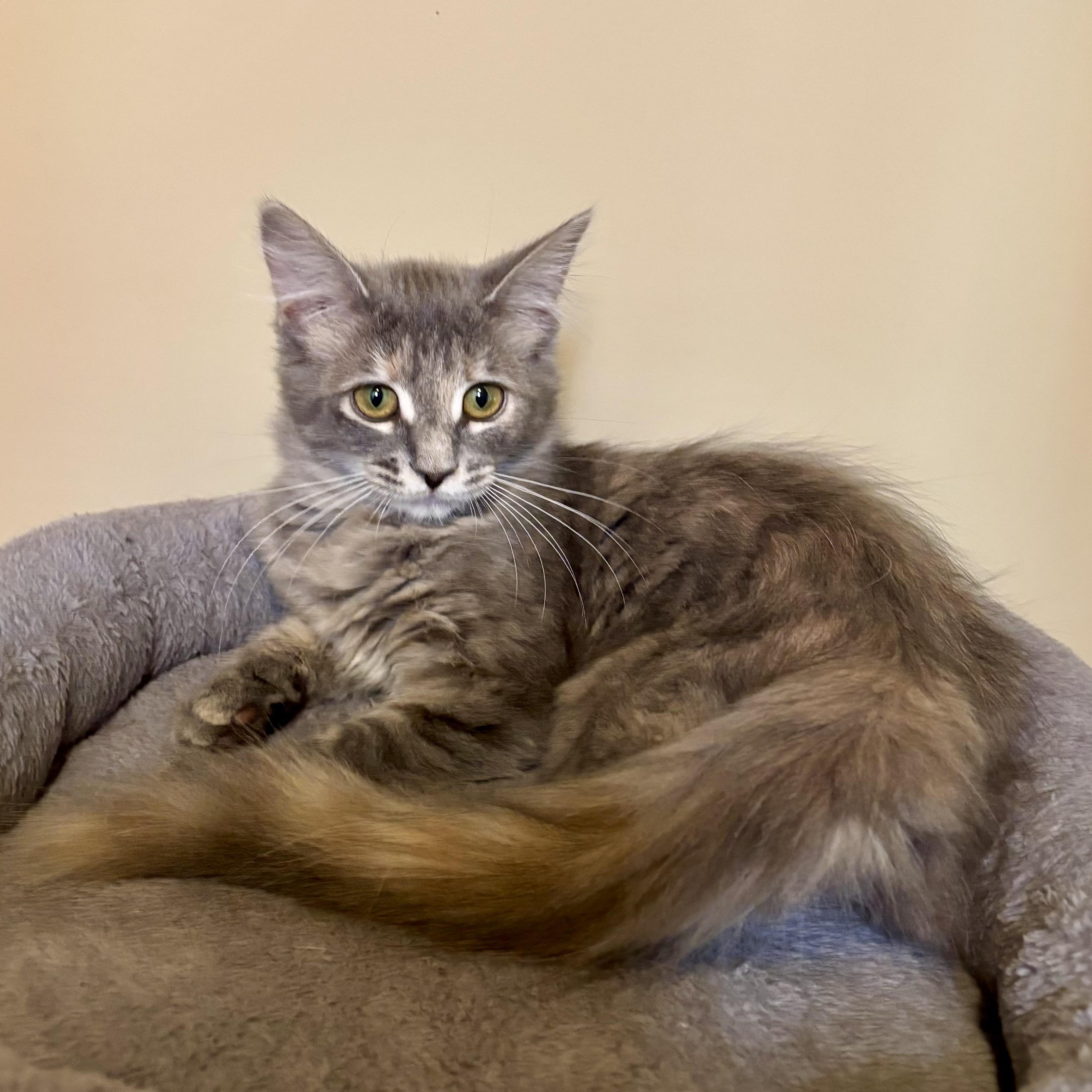 Soda Cracker (Sodie), a Adoptable Domestic Medium Hair in Ottawa, ON image 5/6