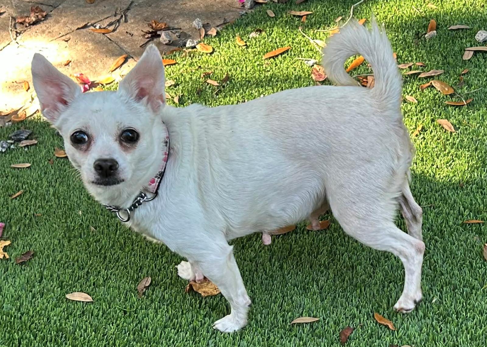 Georgia ADOPTION PENDING, Adoptable, Adult Female Chihuahua.