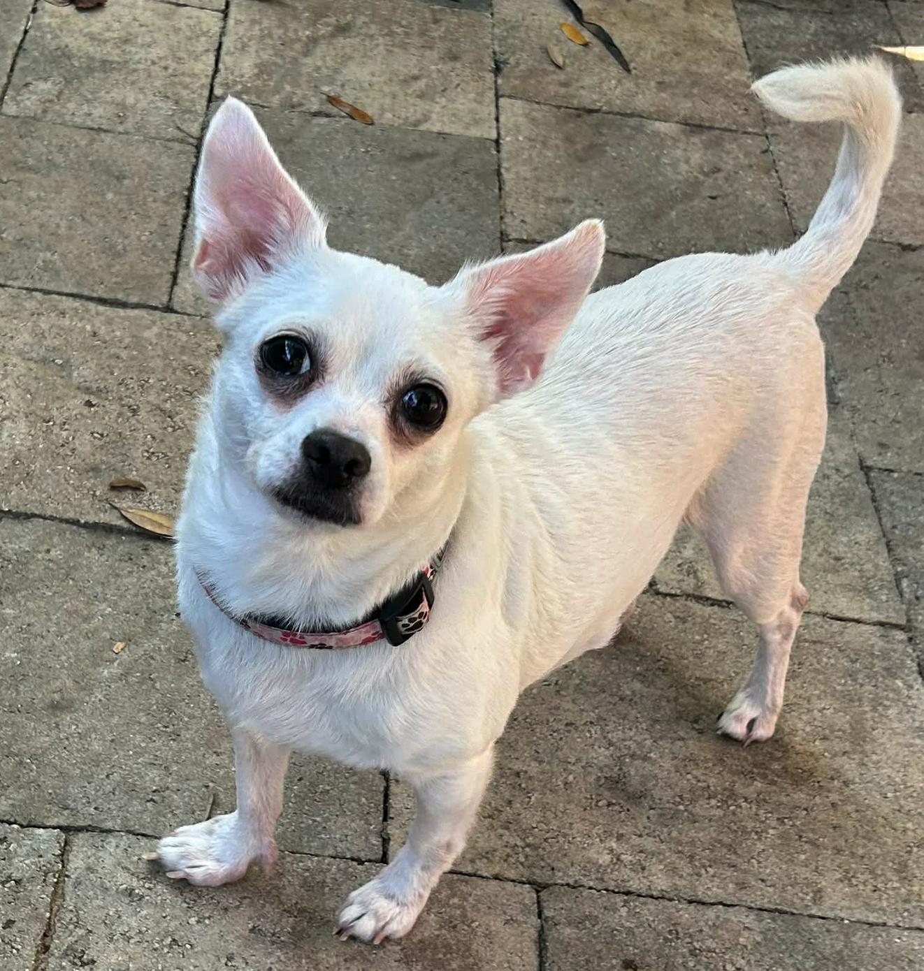 Enlarge Georgia ADOPTION PENDING, a Adoptable Chihuahua in Osteen, FL image 2/3
