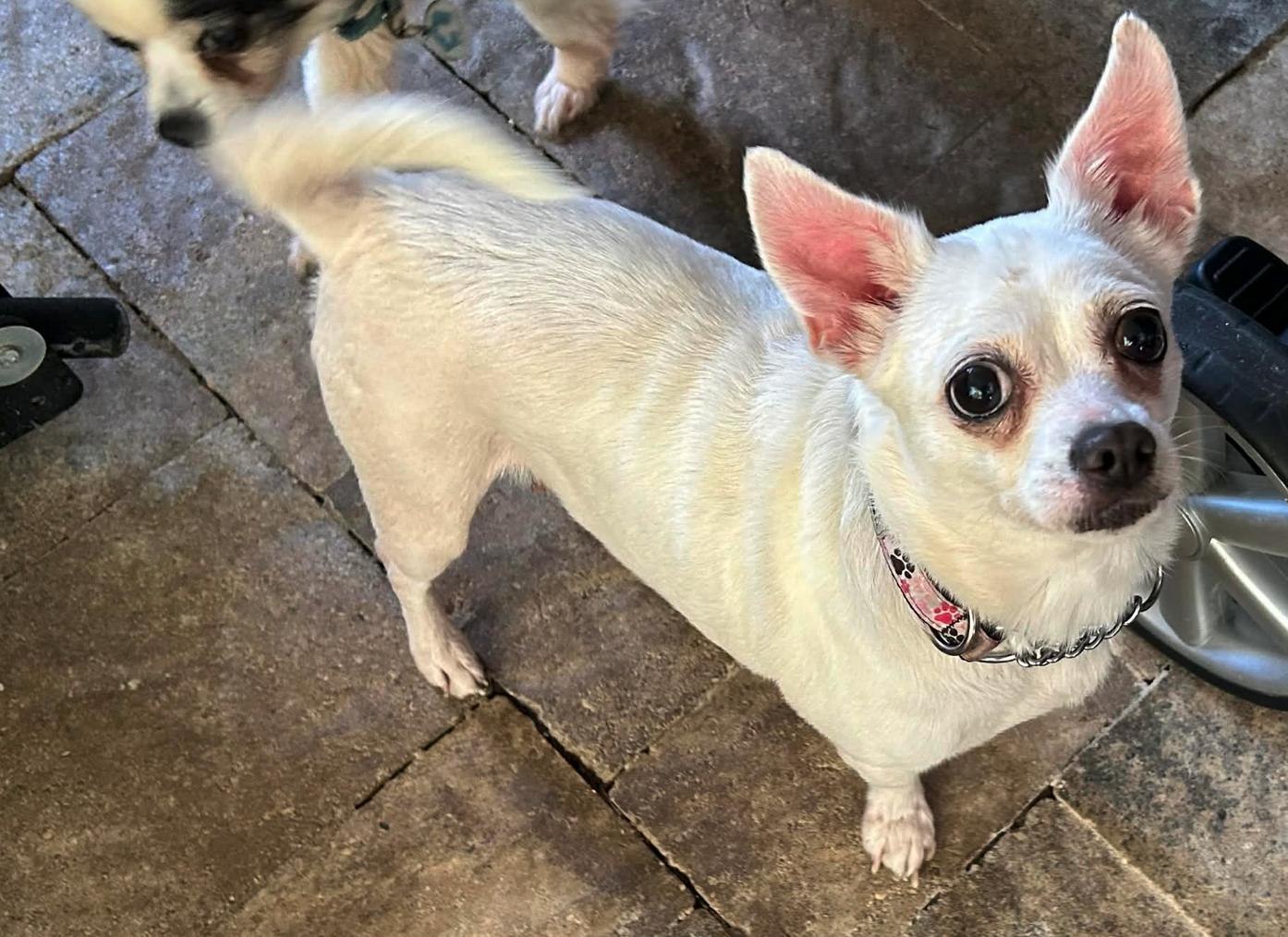 Enlarge Georgia ADOPTION PENDING, a Adoptable Chihuahua in Osteen, FL image 3/3