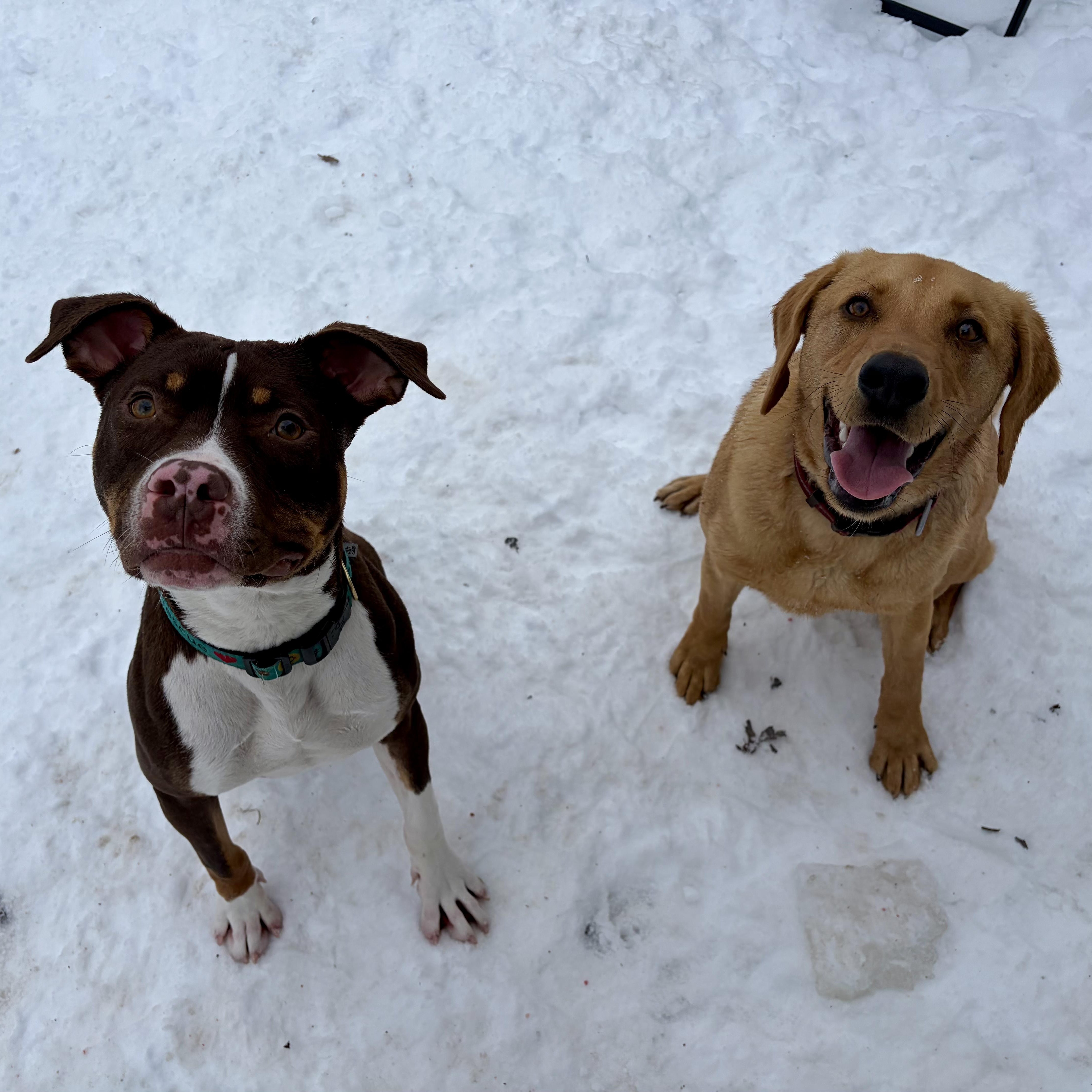 Enlarge Koda, an adopted mixed breed in Murphysboro, IL image 2/5