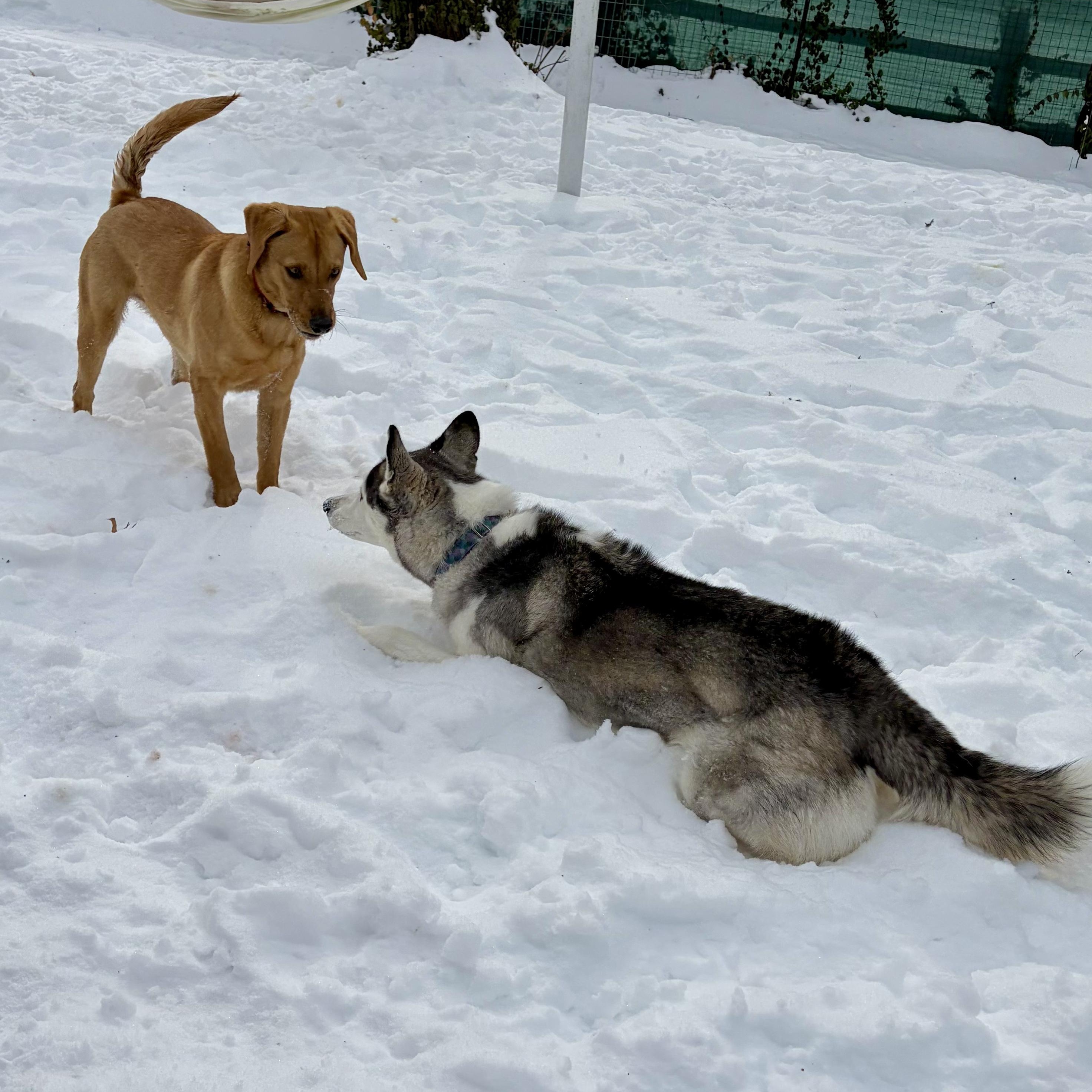 Enlarge Koda, an adopted mixed breed in Murphysboro, IL image 3/5