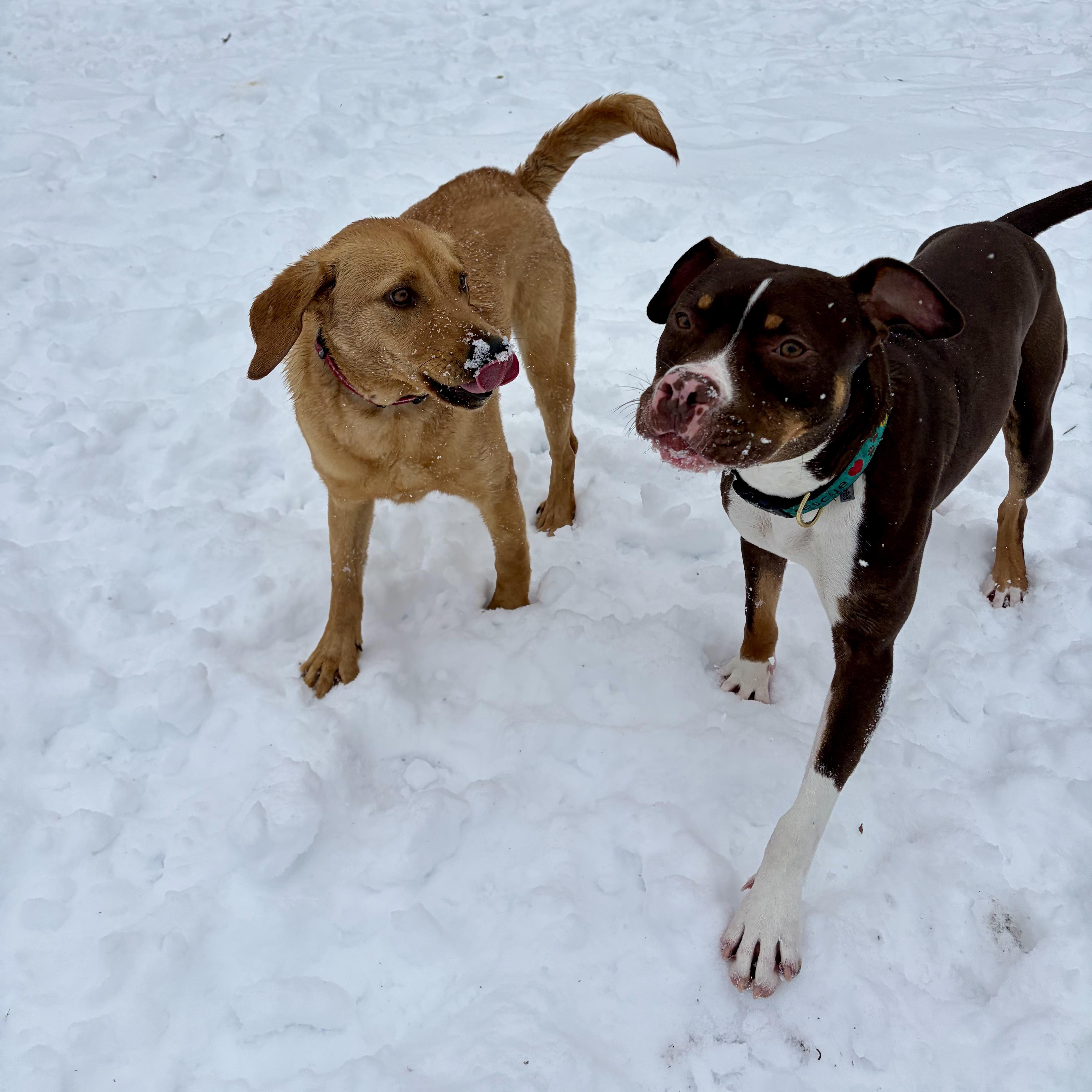 Enlarge Koda, an adopted mixed breed in Murphysboro, IL image 4/5