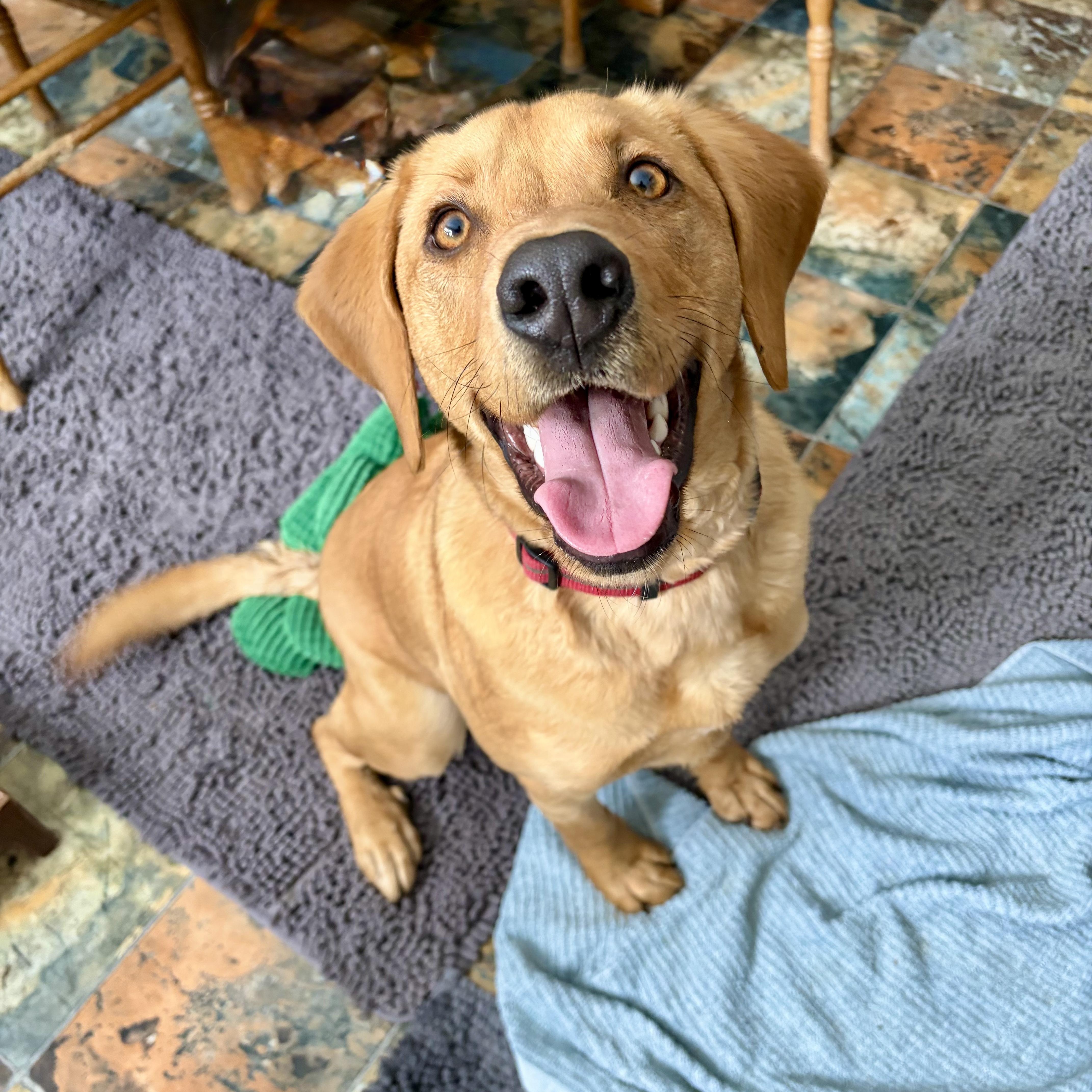 Enlarge Koda, an adopted mixed breed in Murphysboro, IL image 1/5