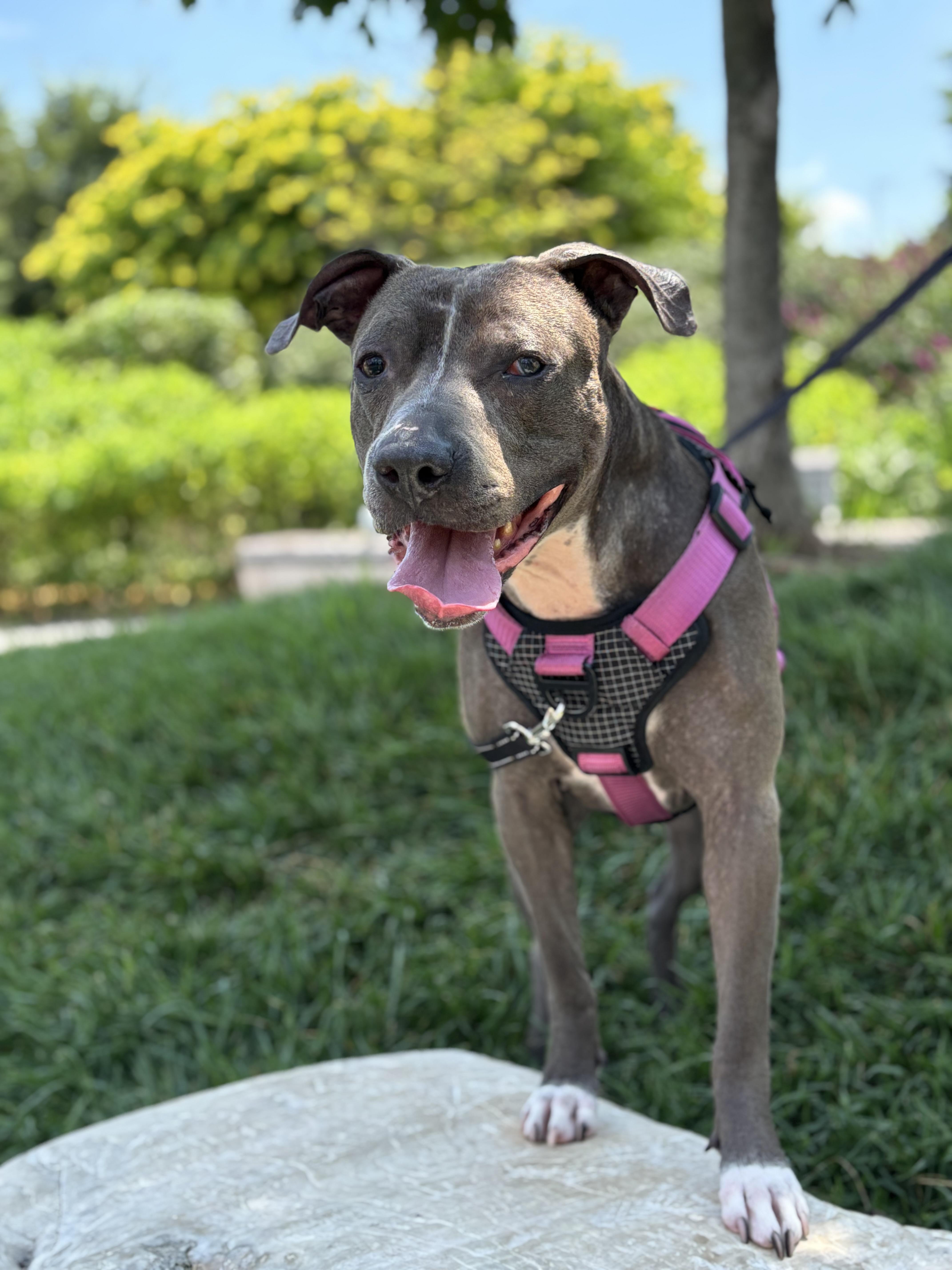 Iggy (Foster Needed)