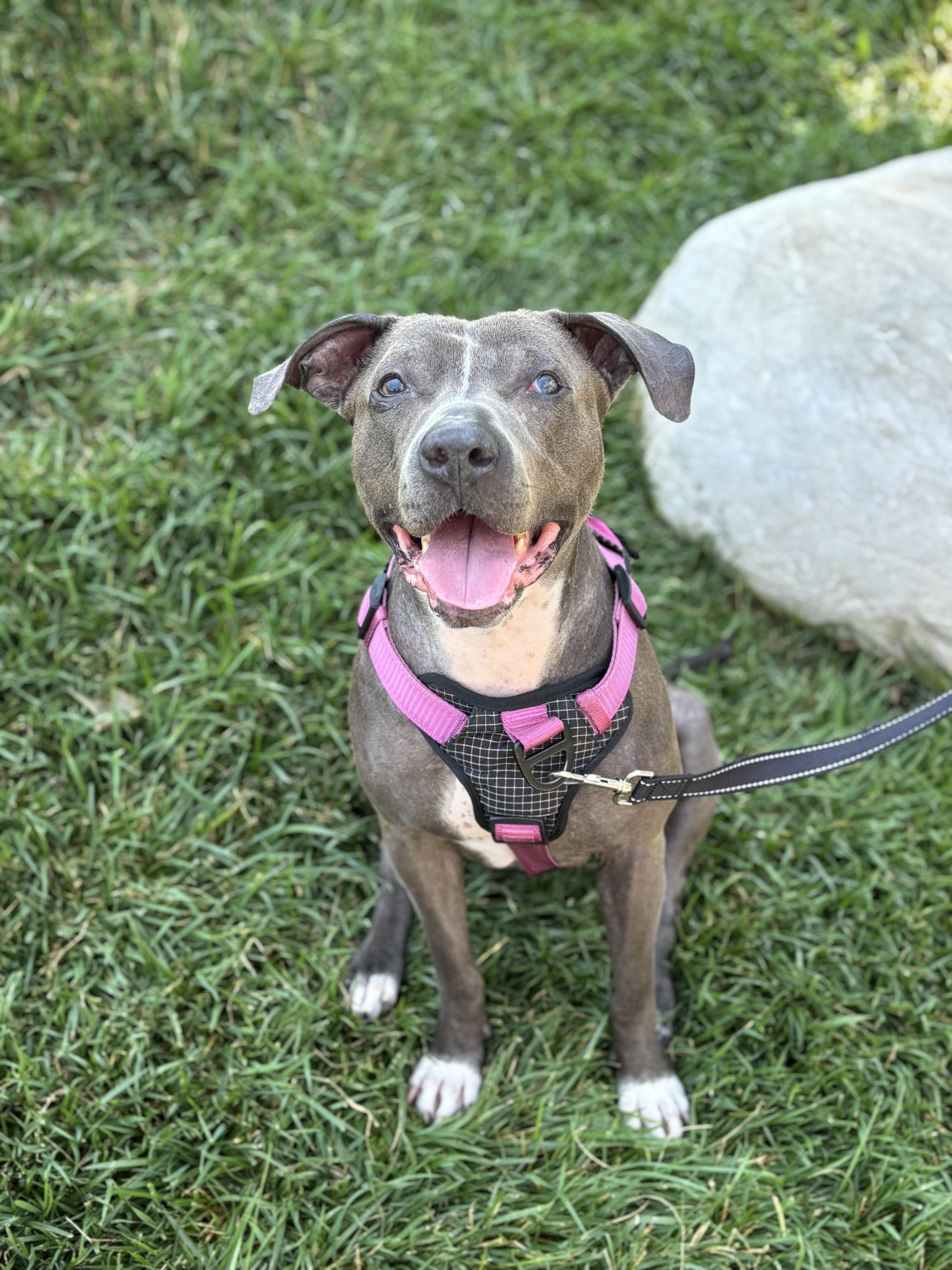 Iggy (Foster Needed)