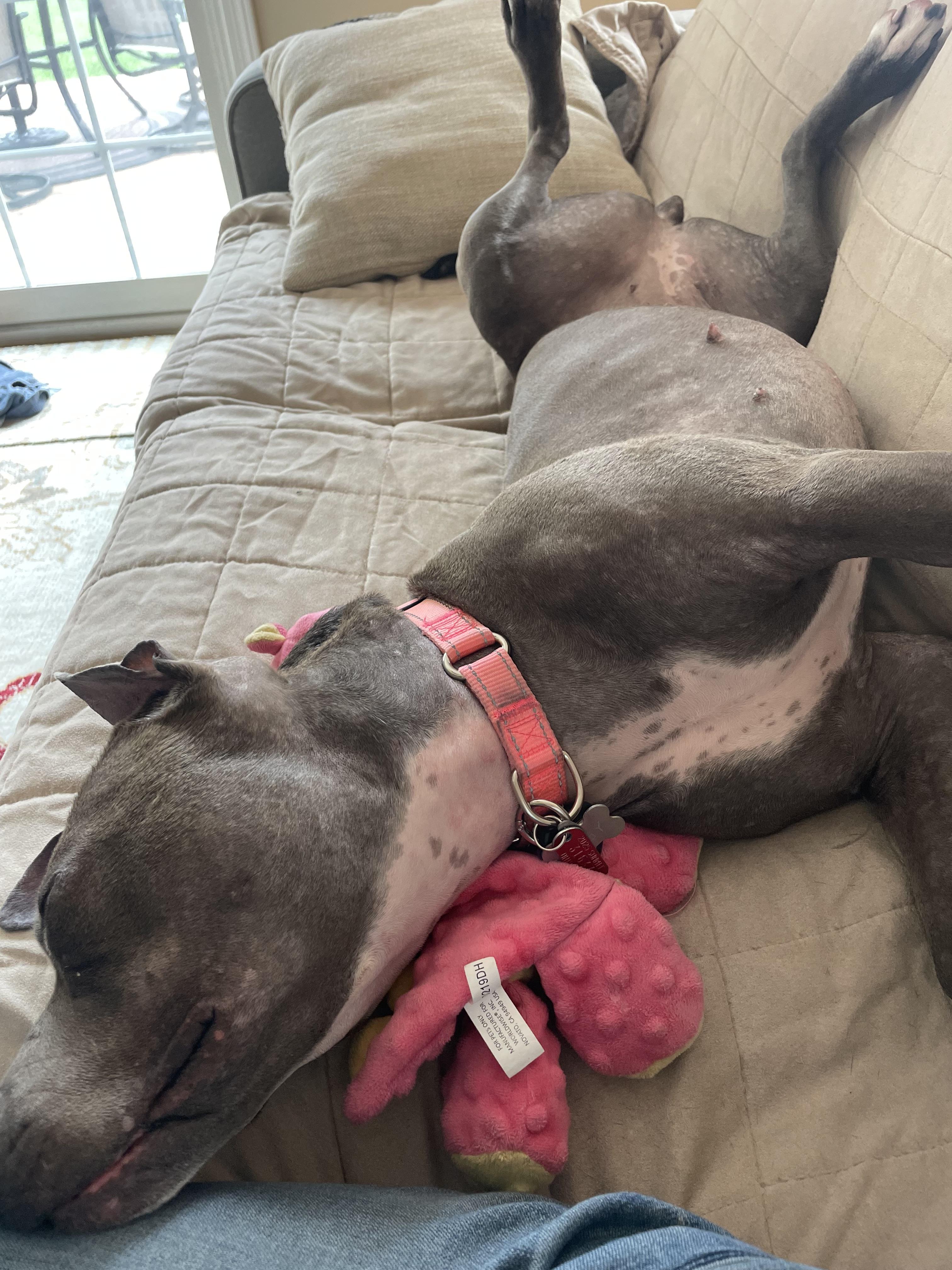 Iggy (Foster Needed)