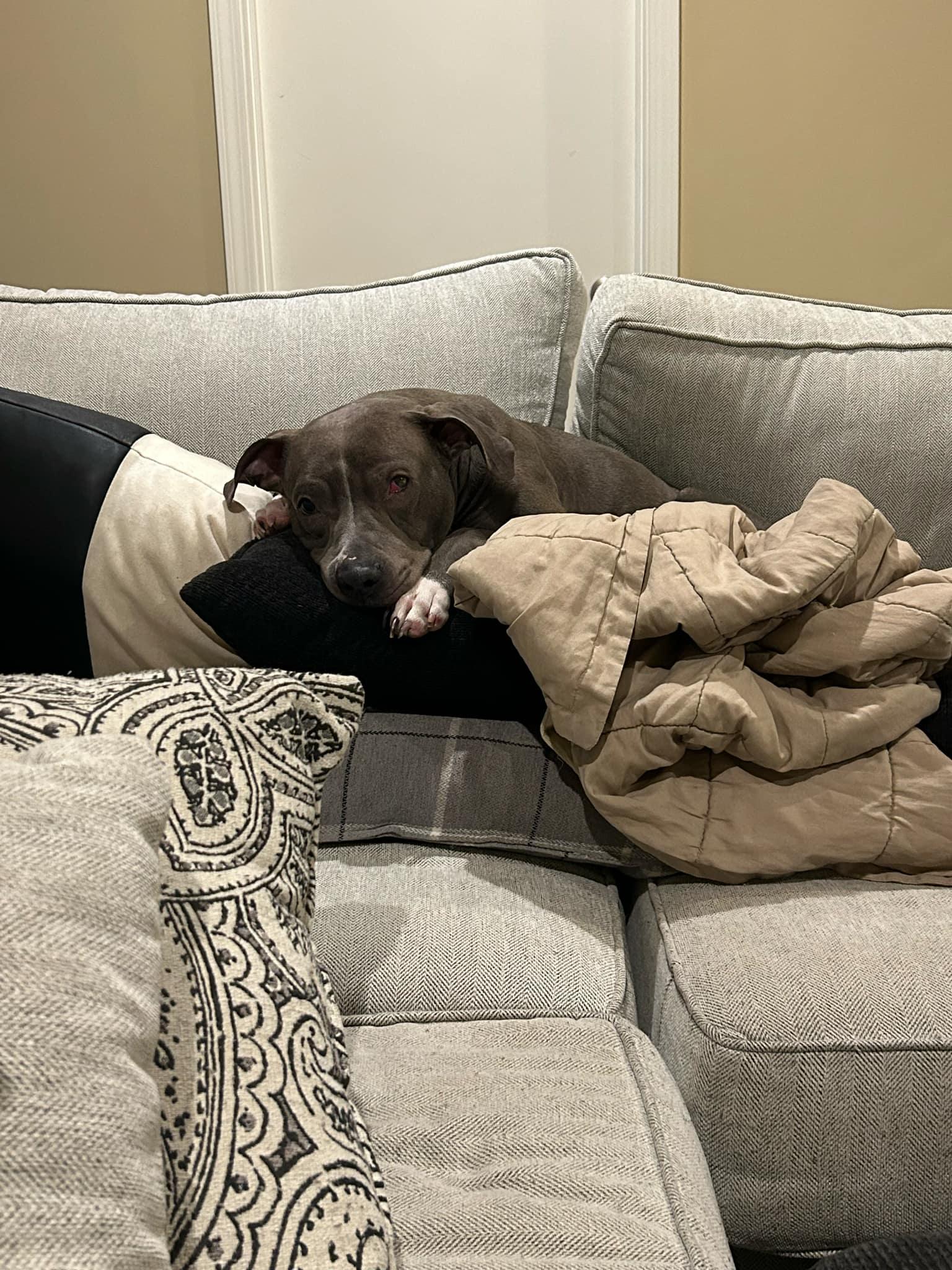 Iggy (Foster Needed)
