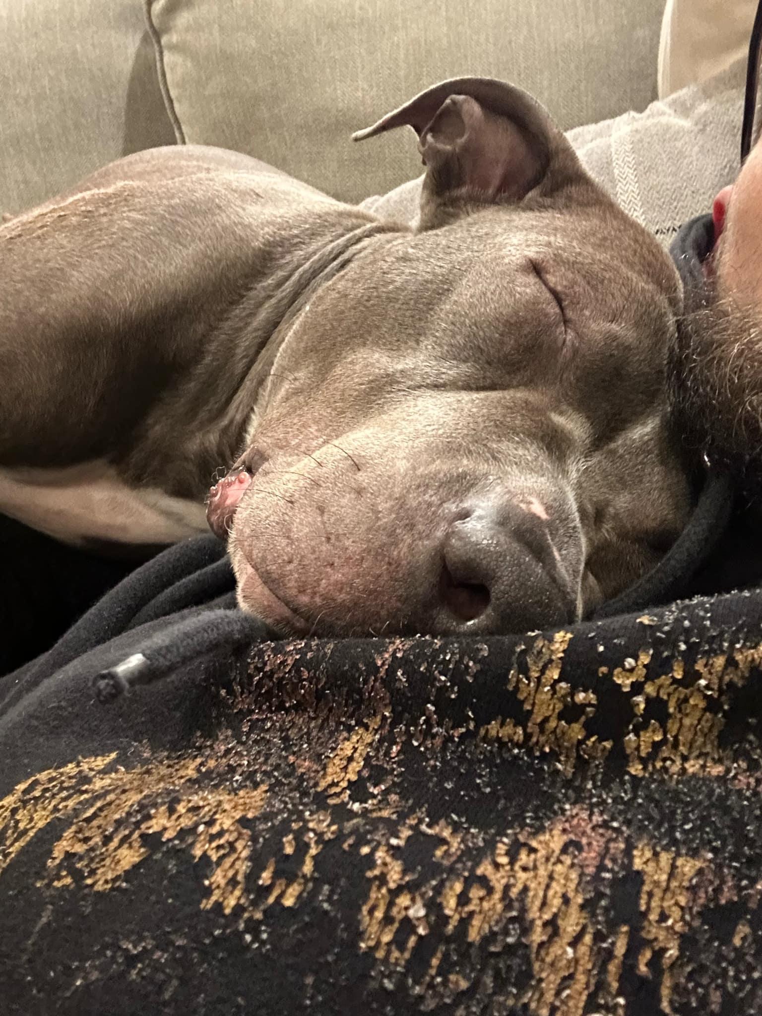 Iggy (Foster Needed)