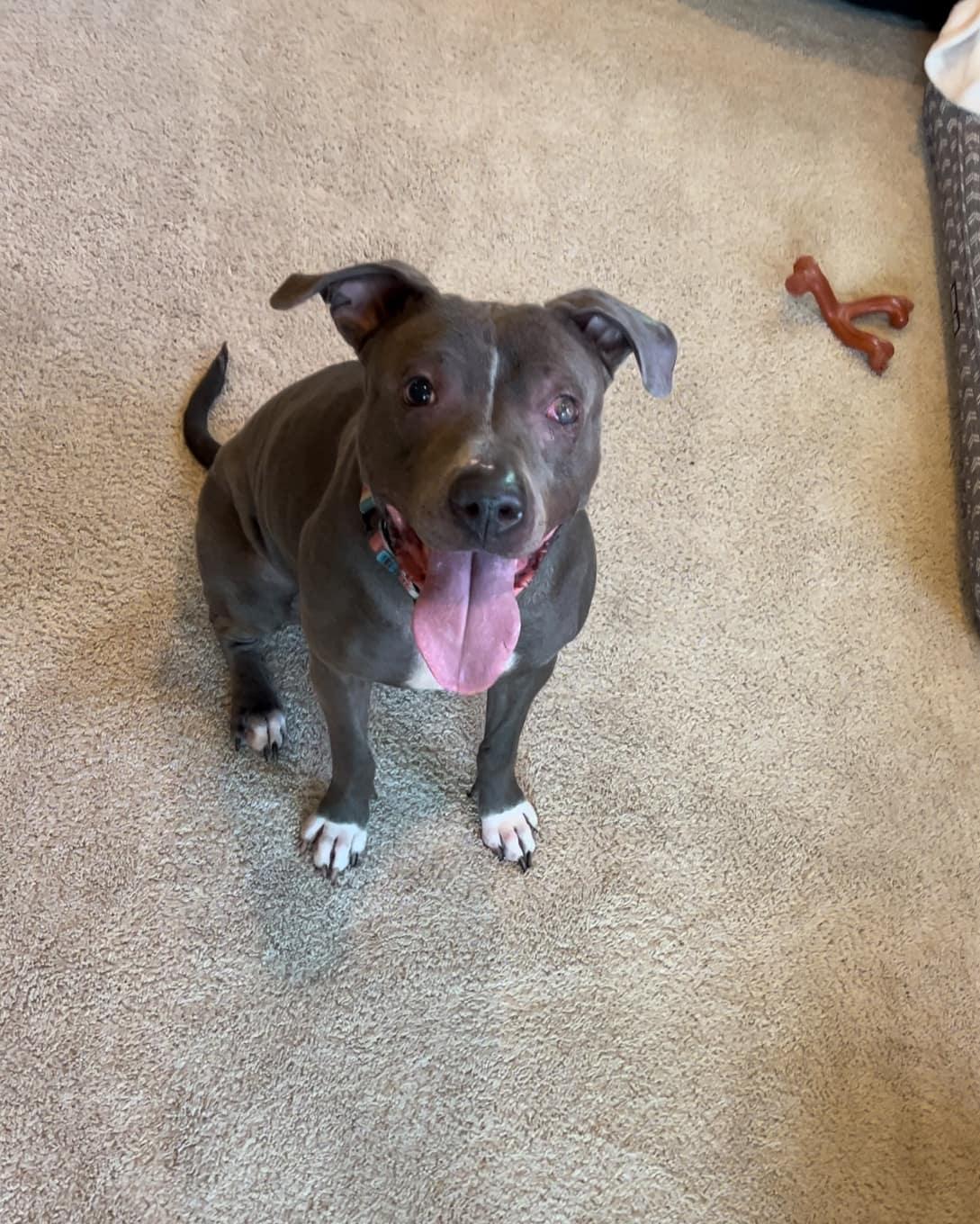 Iggy (Foster or Adopt), Senior Female Pit Bull Terrier