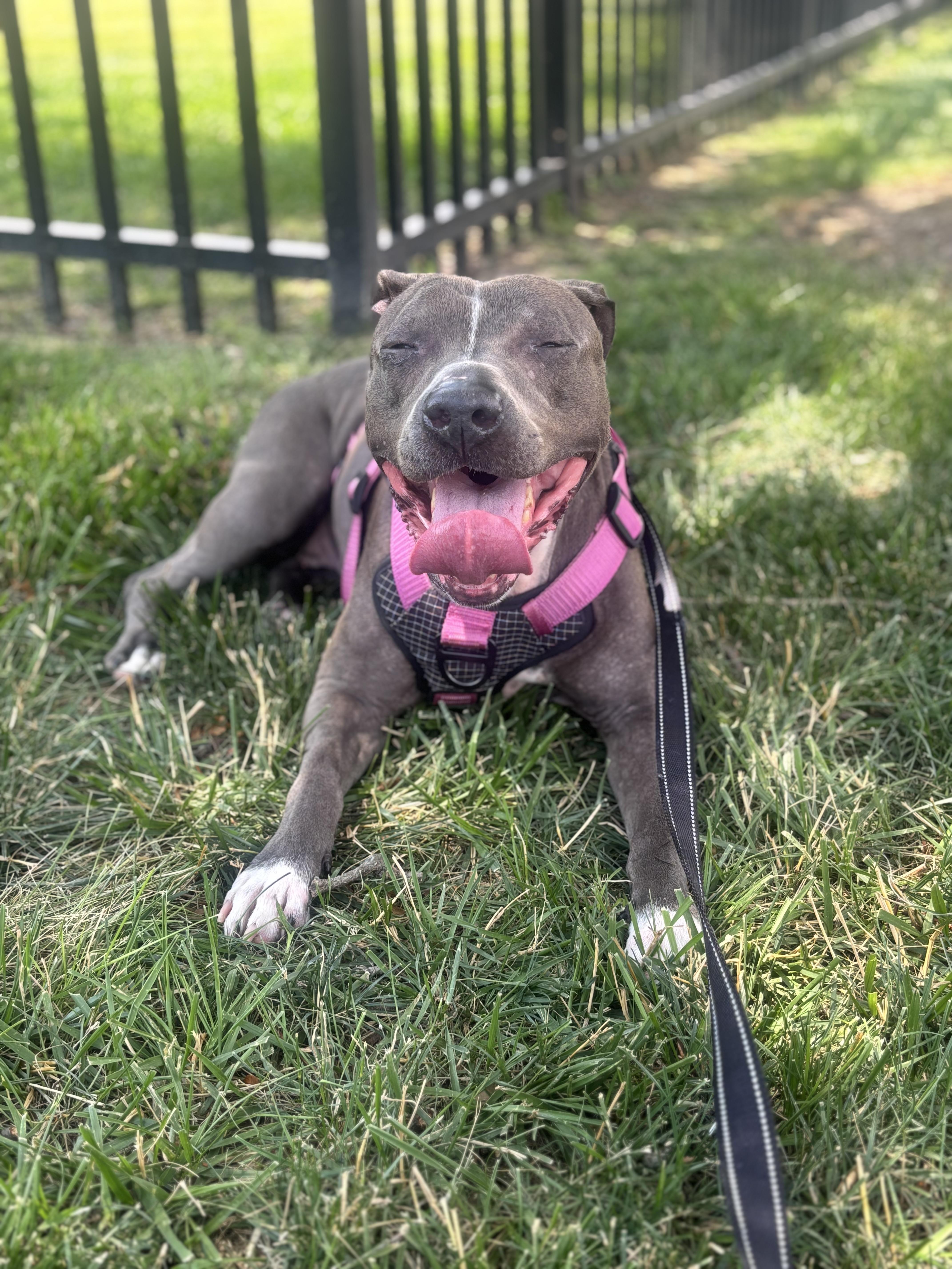 Iggy (Foster Needed)