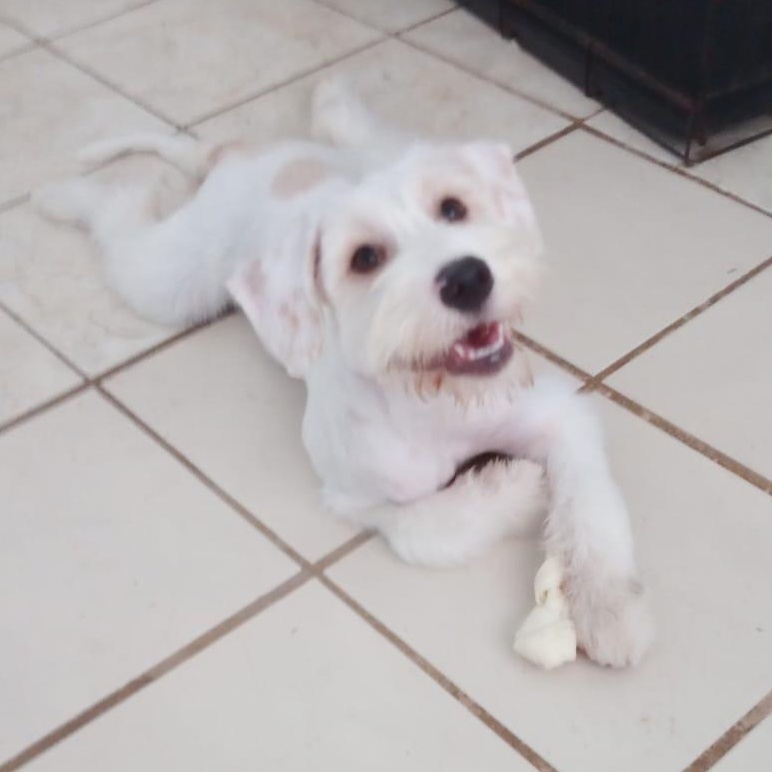 STELLA - pure love, adopted, Puppy Female Standard Schnauzer & Schnauzer.