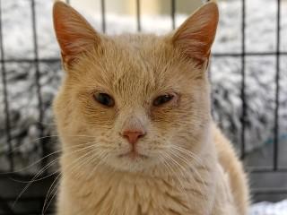 Dewey, ADOPTABLE, Young Male Domestic Short Hair & Tabby.
