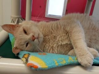 Dewey, ADOPTABLE, Young Male Domestic Short Hair & Tabby.