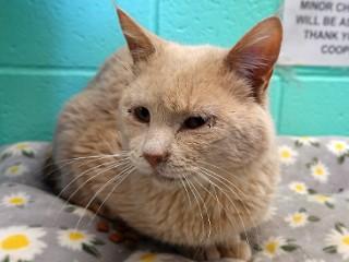Enlarge Dewey, a ADOPTABLE mixed breed in Anaconda, MT image 2/2