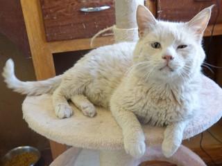 Dewey, a ADOPTABLE mixed breed in Anaconda, MT image 3/3