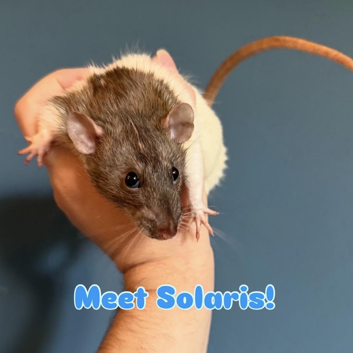 Enlarge Casper, Solaris, and Mani! BONDED, a ADOPTABLE Rat in Minneapolis, MN image 3/6