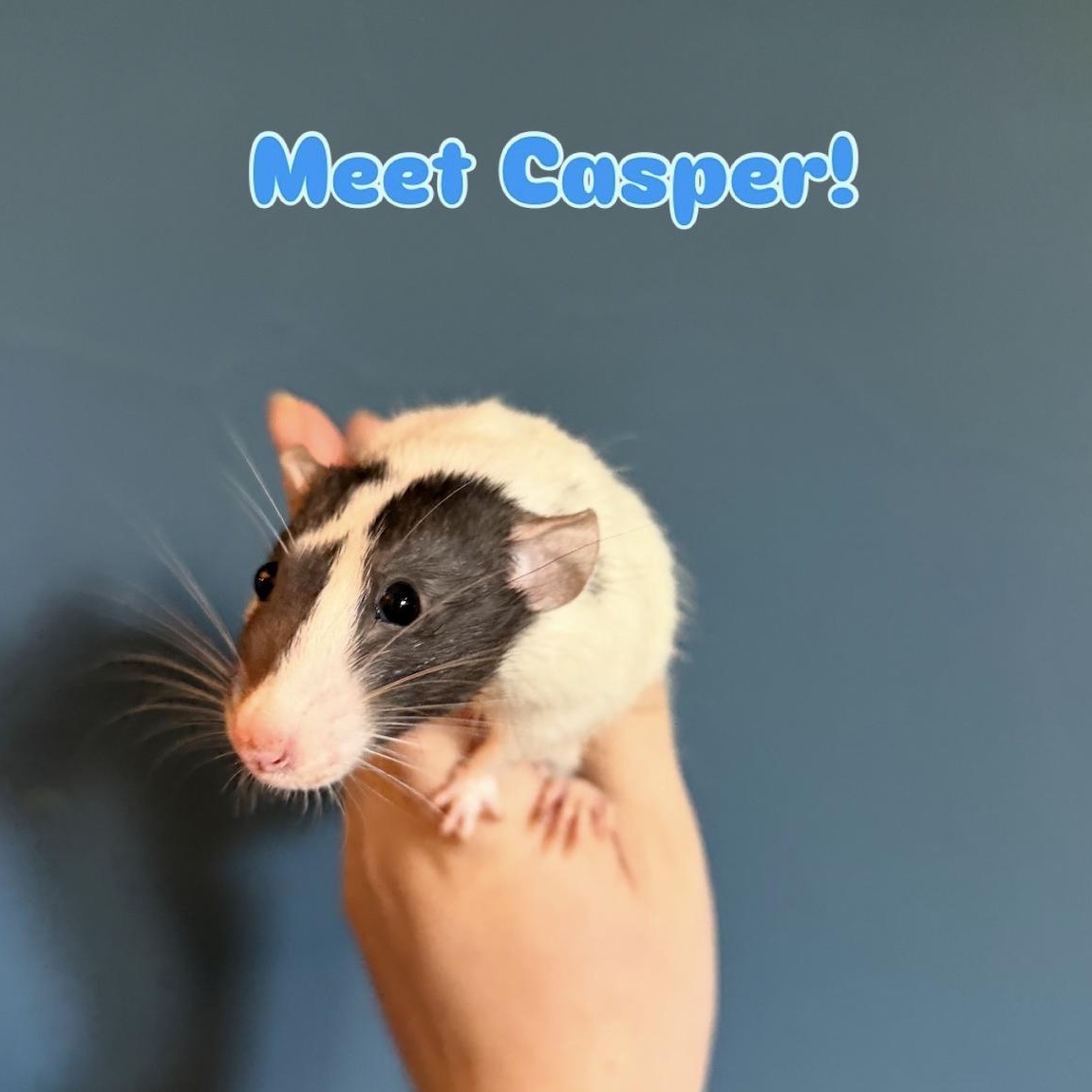 Casper, Solaris, and Mani! BONDED, ADOPTABLE, Young Male Rat.