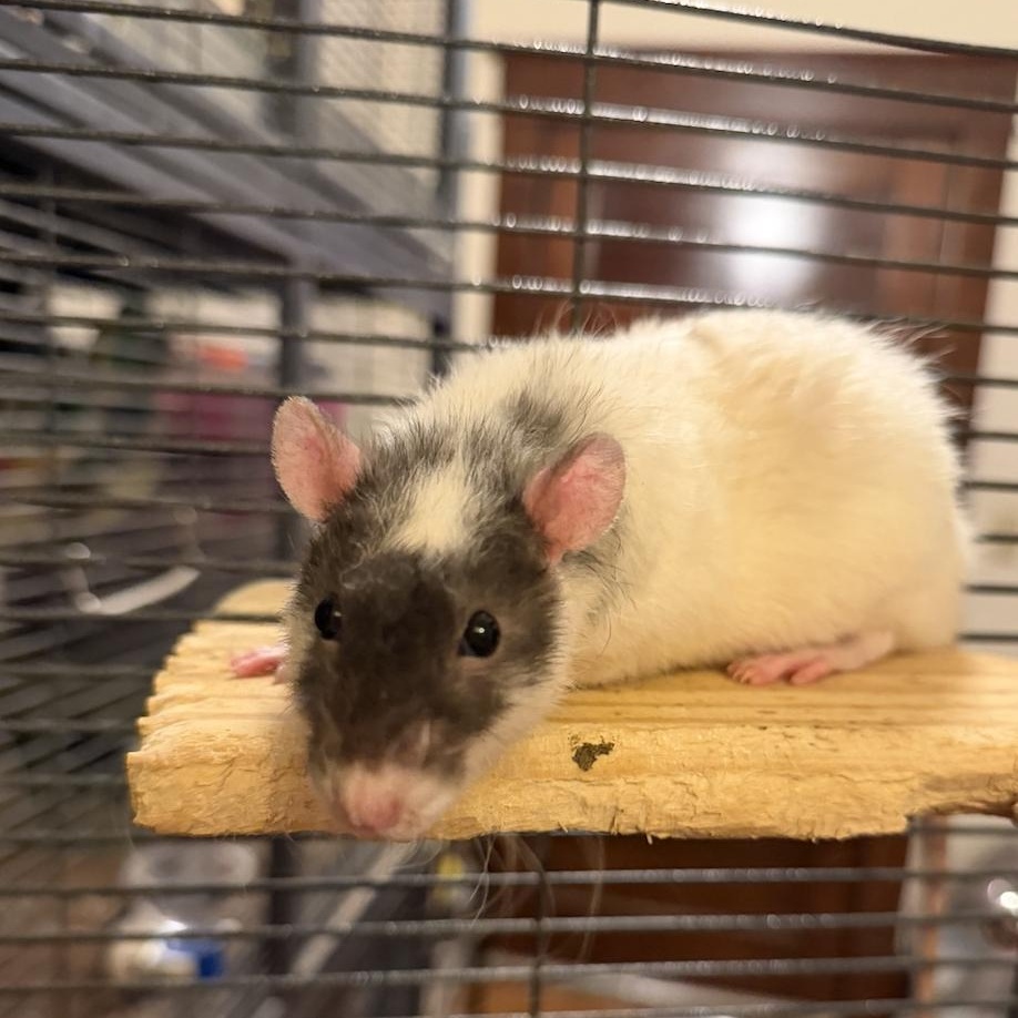 Enlarge Casper, Solaris, and Mani! BONDED, a ADOPTABLE Rat in Minneapolis, MN image 6/6