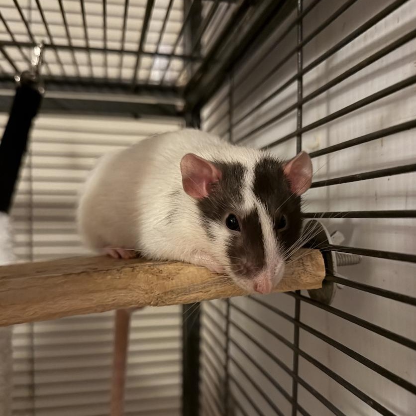 Enlarge Casper, Solaris, and Mani! BONDED, a ADOPTABLE Rat in Minneapolis, MN image 2/6