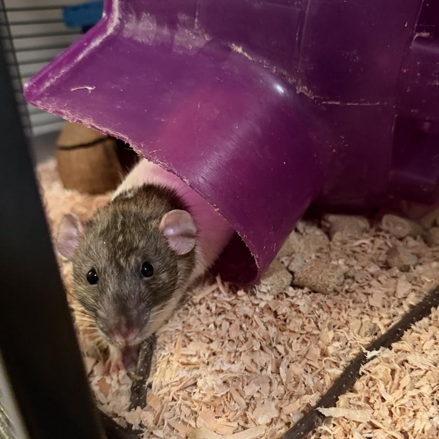 Enlarge Casper, Solaris, and Mani! BONDED, a ADOPTABLE Rat in Minneapolis, MN image 4/6