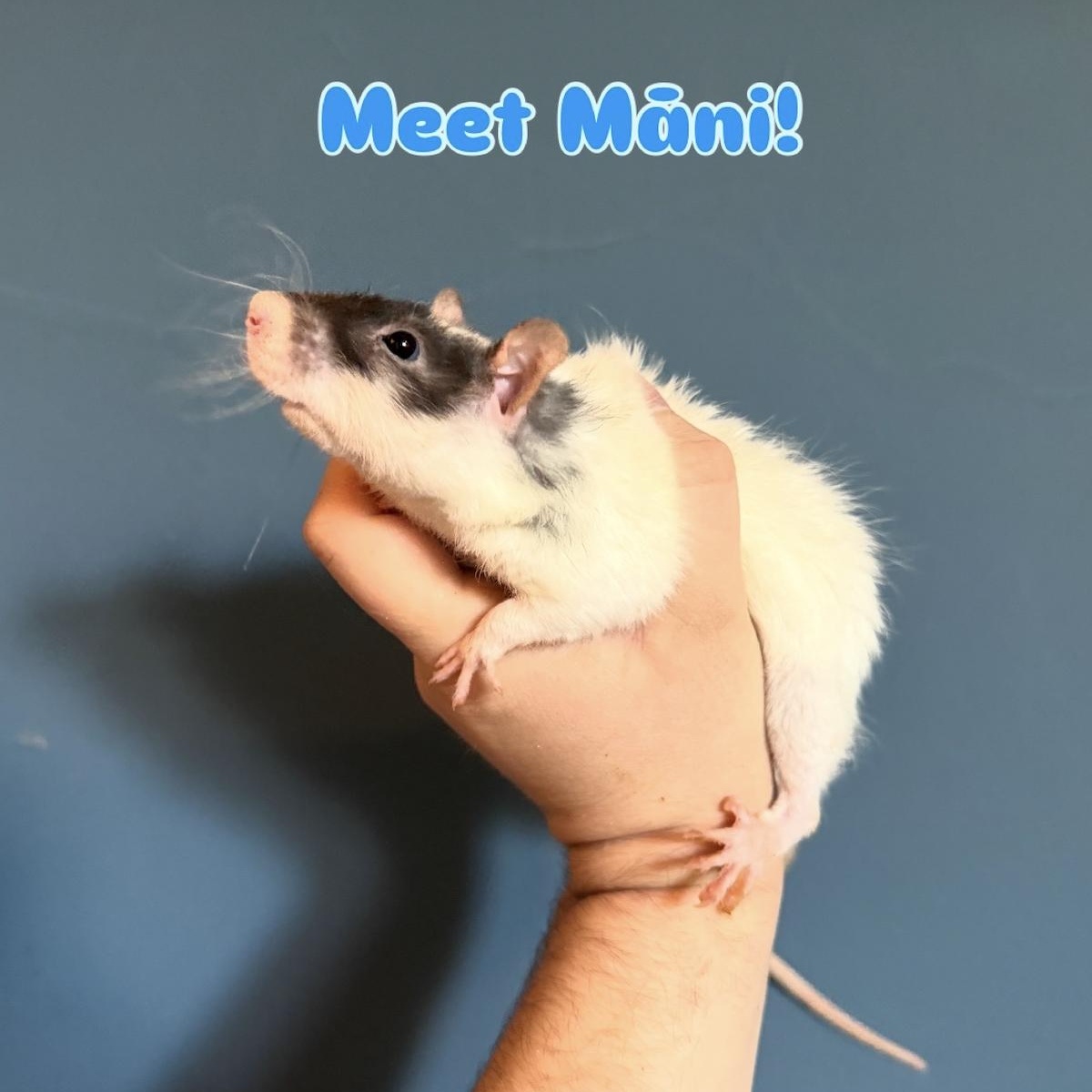 Enlarge Casper, Solaris, and Mani! BONDED, a ADOPTABLE Rat in Minneapolis, MN image 5/6