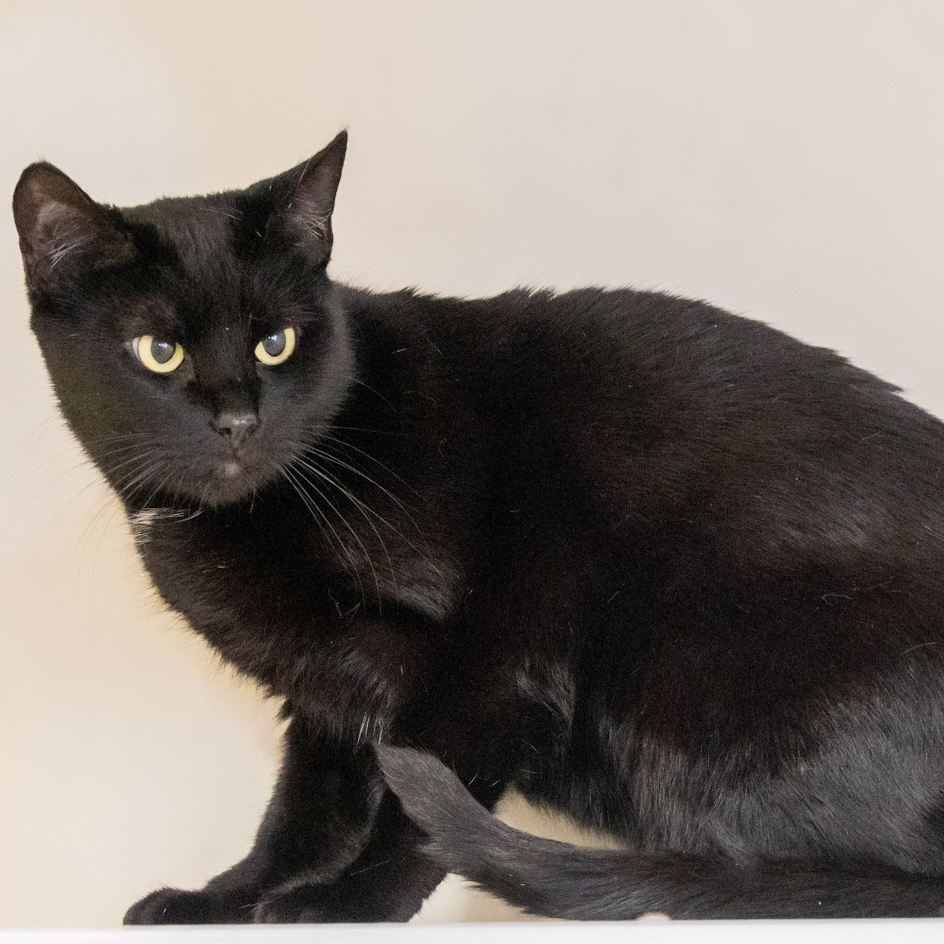 Enlarge Morrigan, a ADOPTABLE Domestic Short Hair in Victor, NY image 3/3
