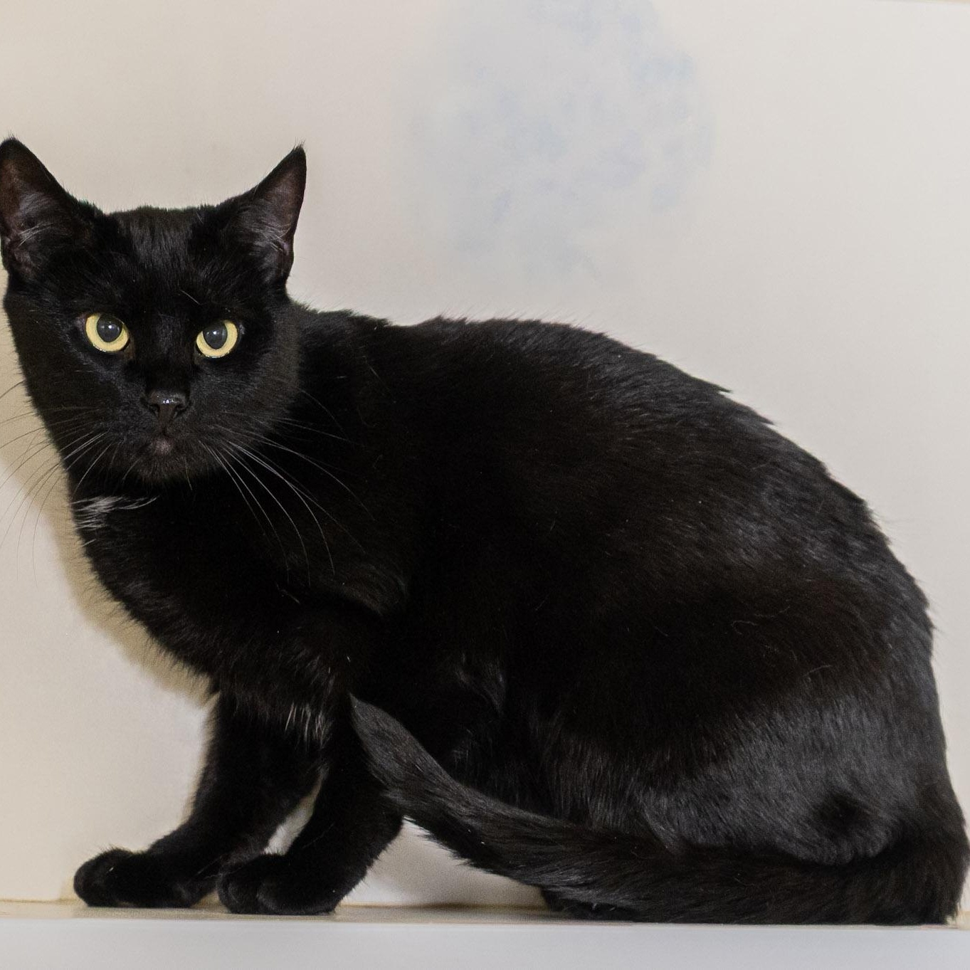 Enlarge Morrigan, a ADOPTABLE Domestic Short Hair in Victor, NY image 2/3