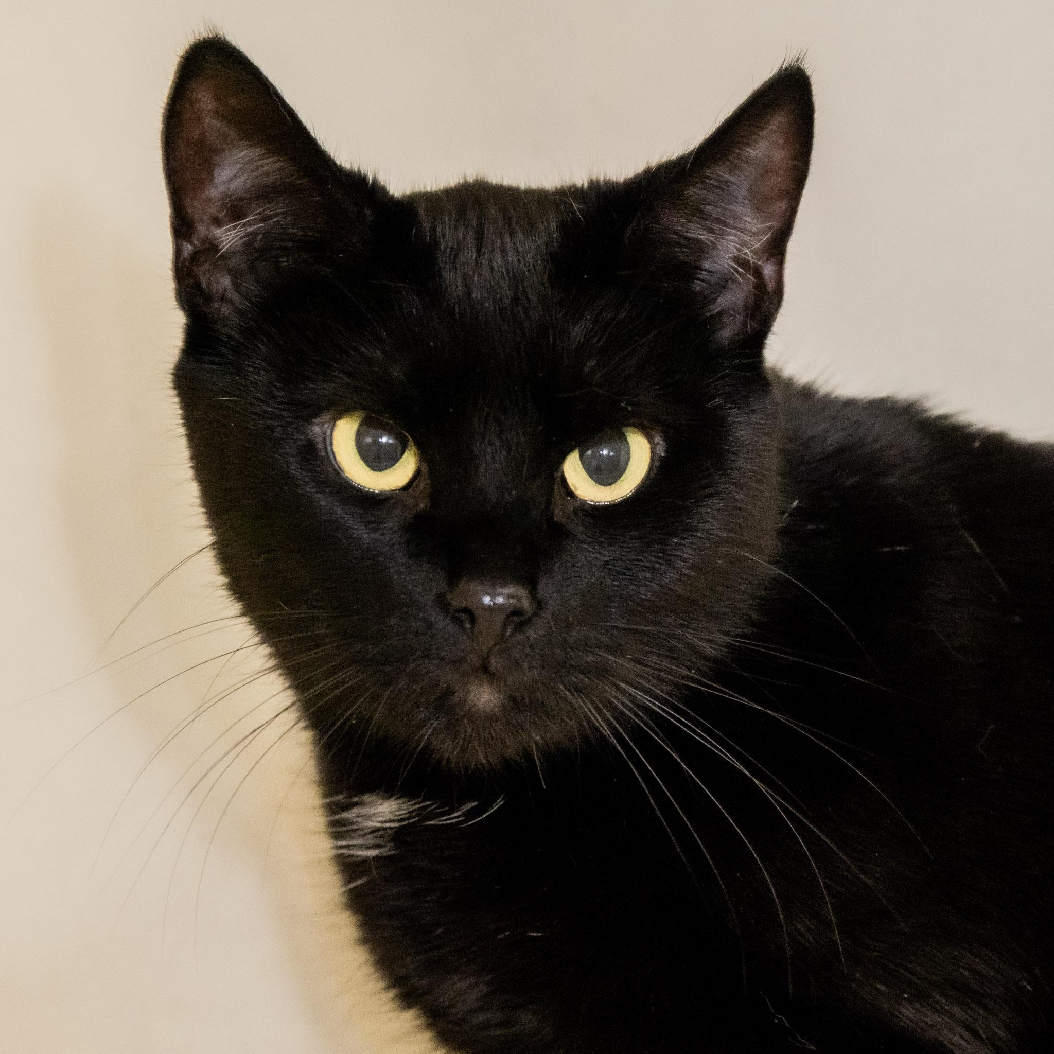 Morrigan, ADOPTABLE, Adult Male Domestic Short Hair.