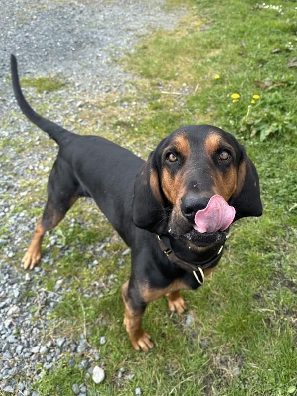 Enlarge Archie, a Adoptable mixed breed in Chilliwack, BC image 1/1