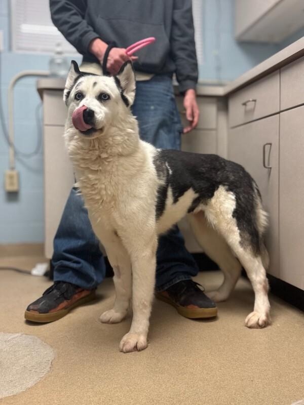 Maiya, Adoptable, Adult Female Husky.