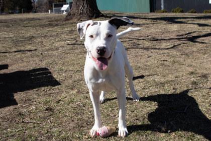 Sephora, Adoptable, Adult Female Pit Bull Terrier & Mixed Breed.