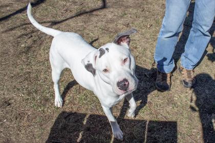 Enlarge Sephora, a Adoptable mixed breed in Kansas City, MO image 1/3