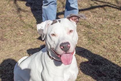 Enlarge Sephora, a Adoptable mixed breed in Kansas City, MO image 3/3