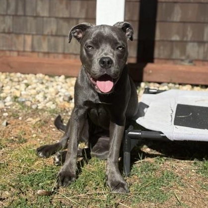 Enlarge Courtesy Listing- Bugsy, a Adoptable American Staffordshire Terrier in Grass Valley, CA image 4/5