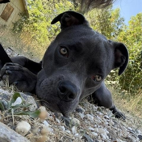Enlarge Courtesy Listing- Bugsy, a Adoptable American Staffordshire Terrier in Grass Valley, CA image 2/5