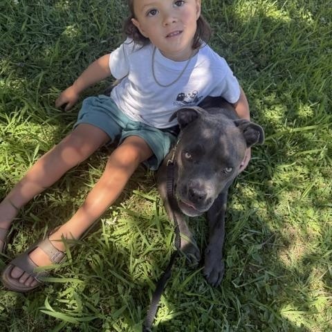 Enlarge Courtesy Listing- Bugsy, a Adoptable American Staffordshire Terrier in Grass Valley, CA image 3/5