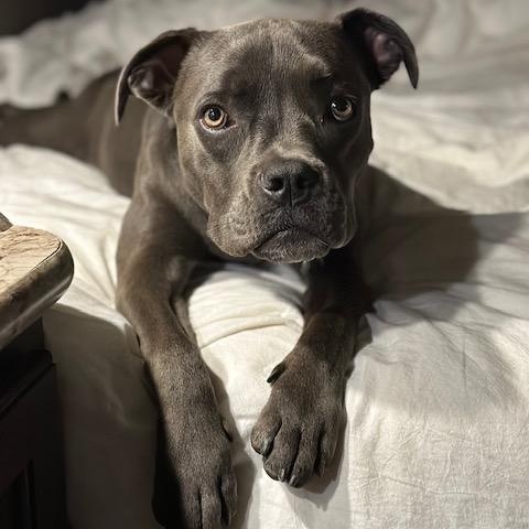 Courtesy Listing- Bugsy, Adoptable, Young Female American Staffordshire Terrier.