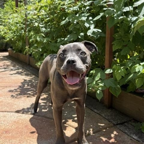 Enlarge Courtesy Listing- Bugsy, a Adoptable American Staffordshire Terrier in Grass Valley, CA image 5/5
