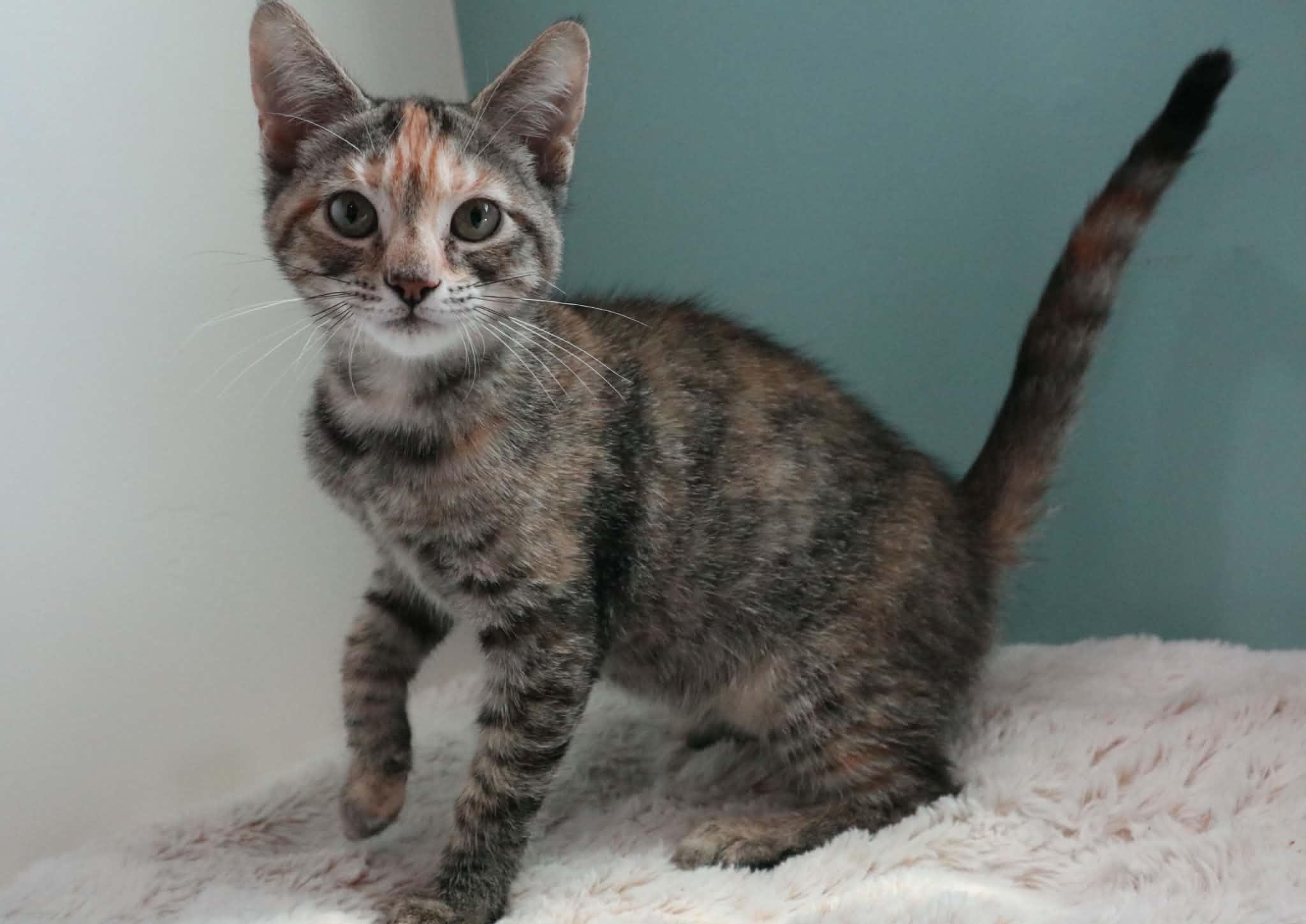 Enlarge Squirt, a ADOPTABLE Domestic Medium Hair in Santa Maria, CA image 3/3