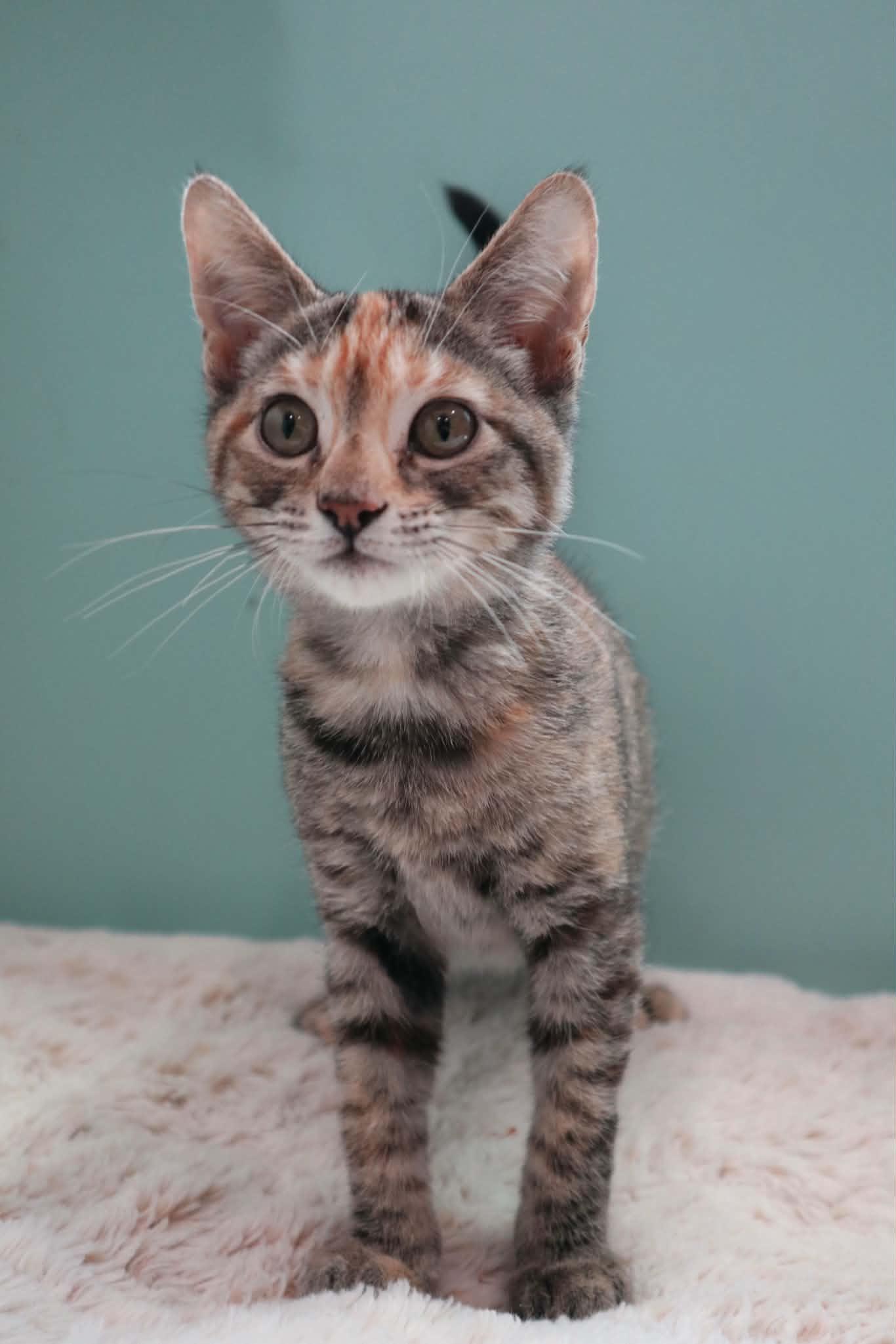 Squirt, ADOPTABLE, Kitten Female Domestic Medium Hair.
